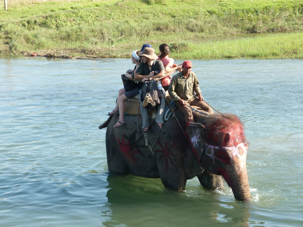 Jungle Safari